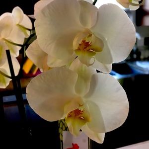 Meet your Posher, Katrina